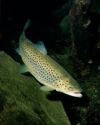 Image result for Salmo zrmanjaensis