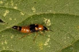 Billedresultat for rovbille