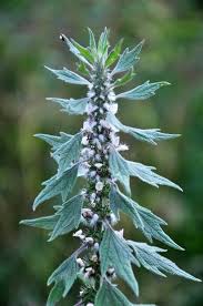 Attēlu rezultāti vaicājumam “Leonurus quinquelobatus leaf”