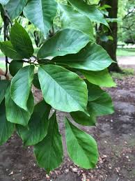 Attēlu rezultāti vaicājumam “Magnolia kobus”