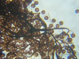 Attēlu rezultāti vaicājumam “Amaurochaete atra macro”