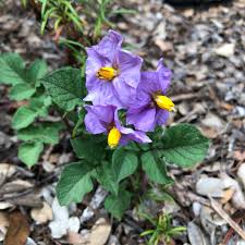Attēlu rezultāti vaicājumam “Solanum tuberosum flower”