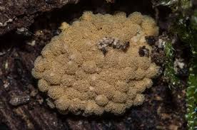 Attēlu rezultāti vaicājumam “Badhamia capsulifera var. arborea macro”