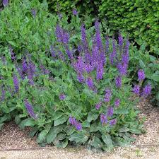 Image result for Salvia pratensis