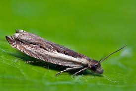 Attēlu rezultāti vaicājumam “Ancylis apicella”