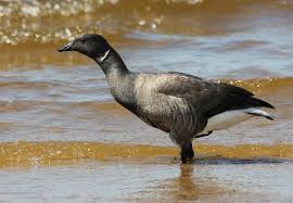 Attēlu rezultāti vaicājumam “Branta bernicla”