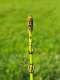 Attēlu rezultāti vaicājumam “Equisetum palustre”