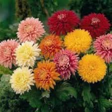 Image result for Chrysanthemum sebatense