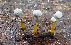 Attēlu rezultāti vaicājumam “Heterotrichia insignis (syn. Arcyria insignis) spores”