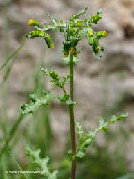 Attēlu rezultāti vaicājumam “Senecio vulgaris flower”