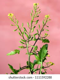 Attēlu rezultāti vaicājumam “Rorippa palustris fruit”