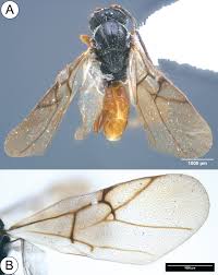 Attēlu rezultāti vaicājumam “Diplolepis eglanteriae”