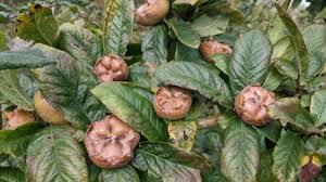 Attēlu rezultāti vaicājumam “Mespilus germanica fruit”