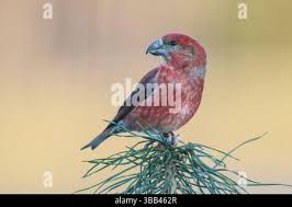 Attēlu rezultāti vaicājumam “Loxia pytyopsittacus male”