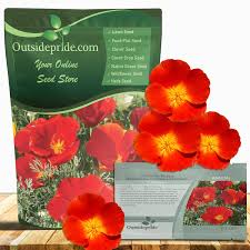 Attēlu rezultāti vaicājumam “Eschscholzia californica fruit”