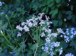 Attēlu rezultāti vaicājumam “Anthriscus sylvestris leaf”
