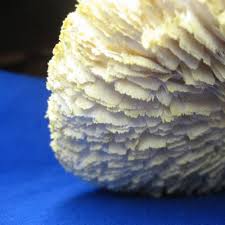 Attēlu rezultāti vaicājumam “Lentinus lepideus”