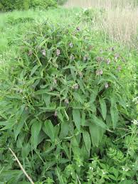 Image result for Symphytum officinale