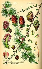 Attēlu rezultāti vaicājumam “Larix decidua”