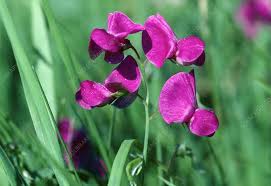 Attēlu rezultāti vaicājumam “Lathyrus tuberosus”