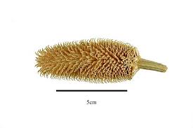 Attēlu rezultāti vaicājumam “Dipsacus fullonum fruit”