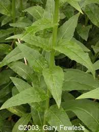Attēlu rezultāti vaicājumam “Hesperis matronalis leaf”