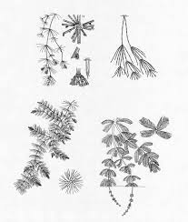 Attēlu rezultāti vaicājumam “Ceratophyllum demersum leaf”