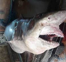 Image result for Odontaspis ferox