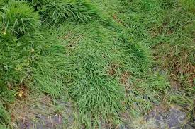 Attēlu rezultāti vaicājumam “Agrostis stolonifera subsp. straminea”