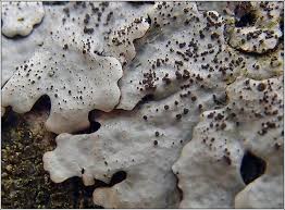 Attēlu rezultāti vaicājumam “Parmelina tiliacea”