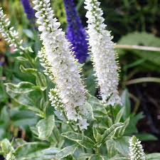 Attēlu rezultāti vaicājumam “Veronica longifolia bud”