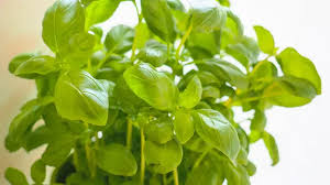 Image result for Basilikum