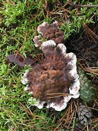 Attēlu rezultāti vaicājumam “Dichodontium pellucidum macro”