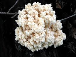 Attēlu rezultāti vaicājumam “Hericium coralloides”