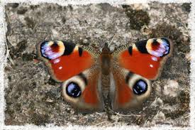 Attēlu rezultāti vaicājumam “Inachis io”