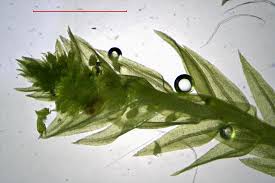 Attēlu rezultāti vaicājumam “Pohlia sphagnicola”