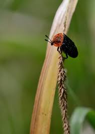 Attēlu rezultāti vaicājumam “Oiceoptoma thoracicum”