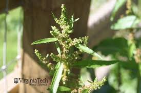 Attēlu rezultāti vaicājumam “Rumex aquaticus bud”