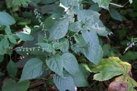 Attēlu rezultāti vaicājumam “Circaea lutetiana bud”