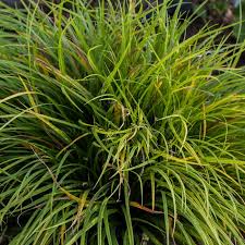 Attēlu rezultāti vaicājumam “Carex digitata”