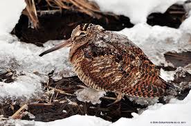 Attēlu rezultāti vaicājumam “Scolopax rusticola”