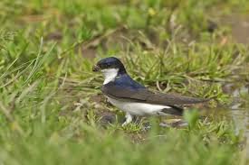 Attēlu rezultāti vaicājumam “Delichon urbicum adult”