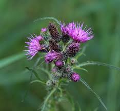 Attēlu rezultāti vaicājumam “Cirsium palustre flower”