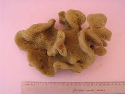 Attēlu rezultāti vaicājumam “Spongia”