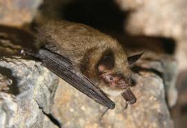 Attēlu rezultāti vaicājumam “Myotis sp.”