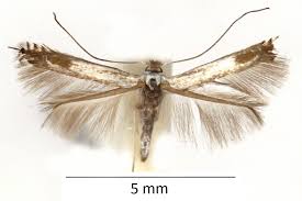 Attēlu rezultāti vaicājumam “Lyonetiidae”