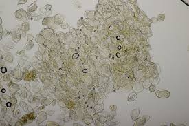 Attēlu rezultāti vaicājumam “Ochropsora ariae”