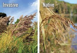 Attēlu rezultāti vaicājumam “Phragmites communis fruit”