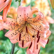 Attēlu rezultāti vaicājumam “Lilium lancifolium flower”