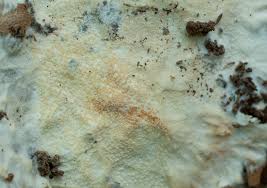 Attēlu rezultāti vaicājumam “Porotheleum fimbriatum”